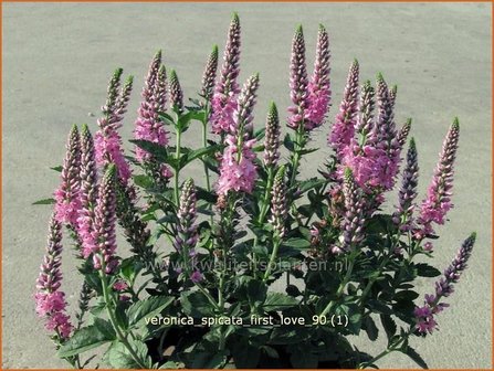 Veronica spicata &#039;First Love&#039; | Aarereprijs, Ereprijs