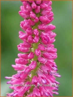 Veronica spicata &#039;First Love&#039; | Aarereprijs, EreprijsVeronica spicata &#039;First Love&#039; | Aarereprijs, E