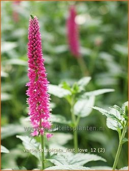 Veronica spicata &#039;First Love&#039; | Aarereprijs, Ereprijs