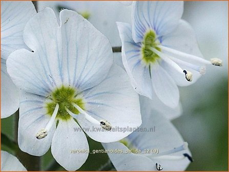 Veronica gentianoides &#039;Pallida&#039; | Gentiaan-ereprijs, Ereprijs