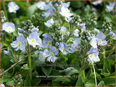 Veronica gentianoides &#039;Pallida&#039; | Gentiaan-ereprijs, Ereprijs