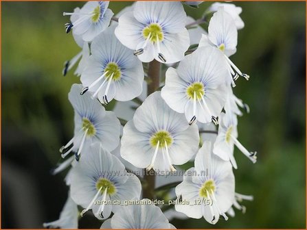 Veronica gentianoides &#039;Pallida&#039; | Gentiaan-ereprijs, Ereprijs