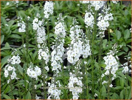 Veronica gentianoides &#039;Pallida&#039; | Gentiaan-ereprijs, Ereprijs