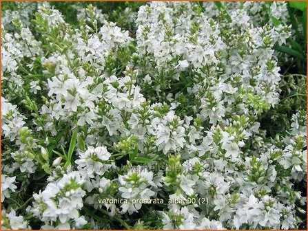 Veronica prostrata &#039;Alba&#039; | Liggende ereprijs, Ereprijs