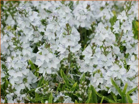 Veronica prostrata &#039;Alba&#039; | Liggende ereprijs, Ereprijs