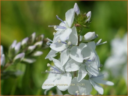 Veronica prostrata &#039;Alba&#039; | Liggende ereprijs, Ereprijs