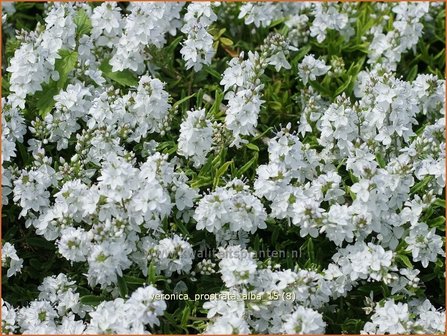 Veronica prostrata &#039;Alba&#039; | Liggende ereprijs, Ereprijs