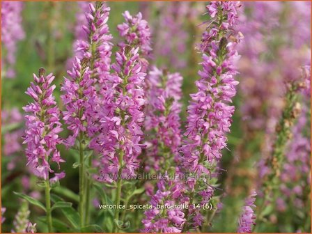 Veronica spicata &#039;Barcarolle&#039; | Aarereprijs, Ereprijs