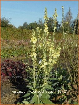 Verbascum &#039;Cotswold Queen&#039; | Toorts | K&ouml;nigskerze | Mullein