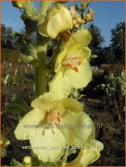 Verbascum &#039;Cotswold Queen&#039; | Toorts | K&ouml;nigskerze | Mullein