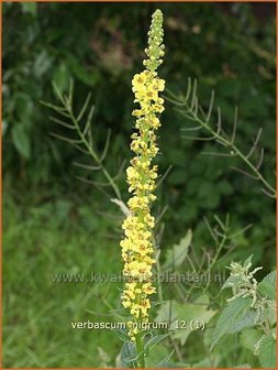 Verbascum nigrum | Zwarte toorts