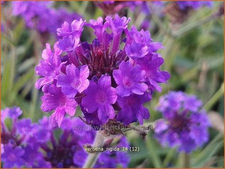 Verbena rigida | IJzerhard | Steifes Eisenkraut | Rough Verbena