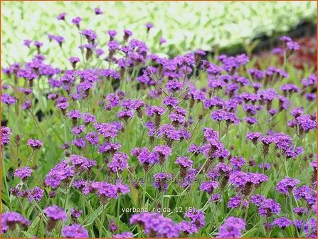 Verbena rigida | IJzerhard | Steifes Eisenkraut | Rough Verbena