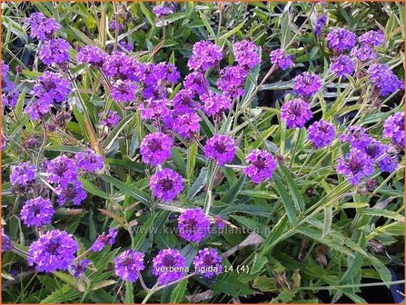 Verbena rigida | IJzerhard | Steifes Eisenkraut | Rough Verbena