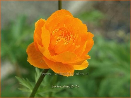 Trollius &#039;Etna&#039; | Kogelbloem, Globebloem