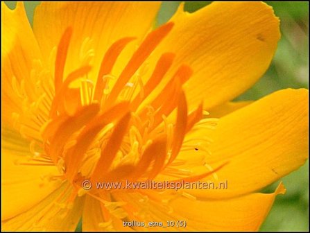 Trollius &#039;Etna&#039; | Kogelbloem, Globebloem