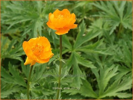 Trollius &#039;Etna&#039; | Kogelbloem, Globebloem