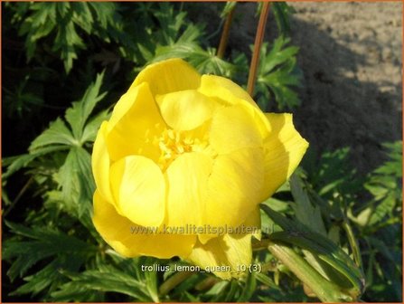 Trollius &#039;Lemon Queen&#039; | Globebloem, Kogelbloem | Trollblume