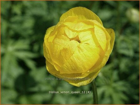 Trollius &#039;Lemon Queen&#039; | Globebloem, Kogelbloem | Trollblume