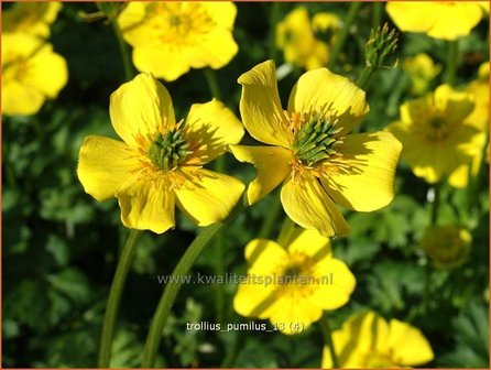 Trollius pumilus | Kogelbloem, Globebloem