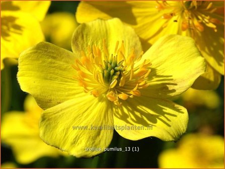 Trollius pumilus | Kogelbloem, Globebloem