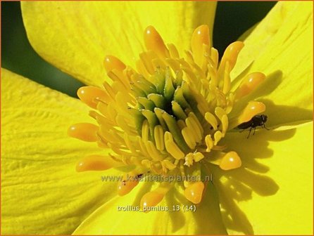 Trollius pumilus | Kogelbloem, Globebloem