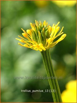 Trollius pumilus | Kogelbloem, Globebloem