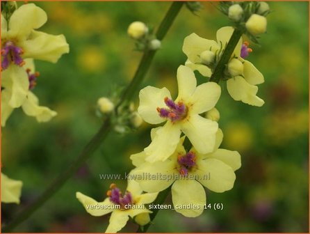 Verbascum chaixii &#039;Sixteen Candles&#039; | Toorts