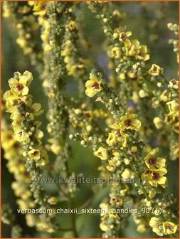 Verbascum chaixii &#039;Sixteen Candles&#039; | Toorts