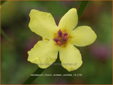 Verbascum chaixii &#039;Sixteen Candles&#039; | Toorts