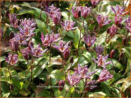 Tricyrtis formosana &#039;Purple Beauty&#039; | Paddenlelie, Armeluisorchidee