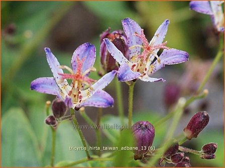 Tricyrtis hirta &#039;Taiwan Adbane&#039; | Paddenlelie, Armeluisorchidee