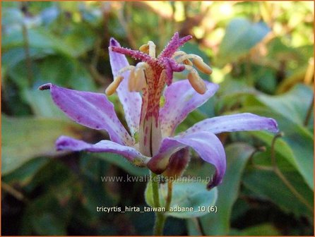 Tricyrtis hirta &#039;Taiwan Adbane&#039; | Paddenlelie, Armeluisorchidee