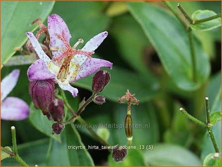 Tricyrtis hirta &#039;Taiwan Adbane&#039; | Paddenlelie, Armeluisorchidee