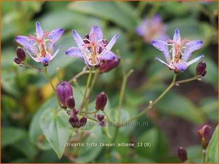 Tricyrtis hirta &#039;Taiwan Adbane&#039; | Paddenlelie, Armeluisorchidee