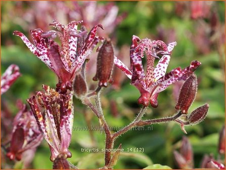 Tricyrtis &#039;Sinonome&#039; | Paddenlelie, Armeluisorchidee