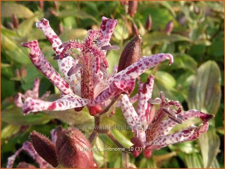 Tricyrtis &#039;Sinonome&#039; | Paddenlelie, Armeluisorchidee