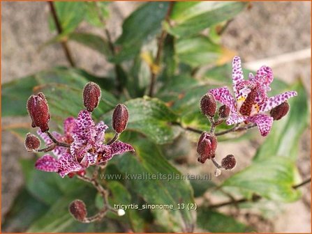 Tricyrtis &#039;Sinonome&#039; | Paddenlelie, Armeluisorchidee