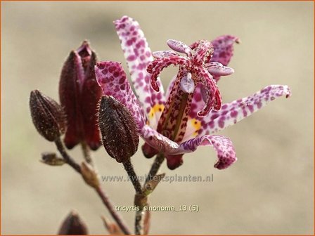 Tricyrtis &#039;Sinonome&#039; | Paddenlelie, Armeluisorchidee