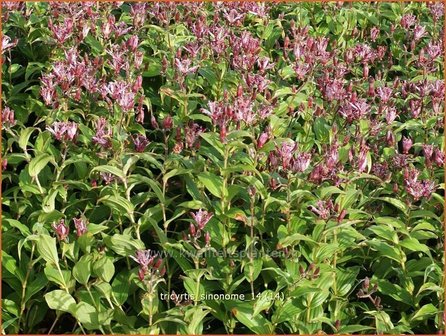 Tricyrtis &#039;Sinonome&#039; | Paddenlelie, Armeluisorchidee