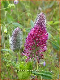 Trifolium rubens | Klaver