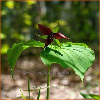 Trillium erectum | Drieblad, Boslelie