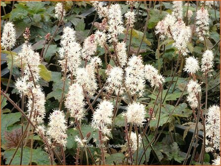 Tiarella &#039;Pink Brushes&#039; | Schuimbloem, Perzische muts