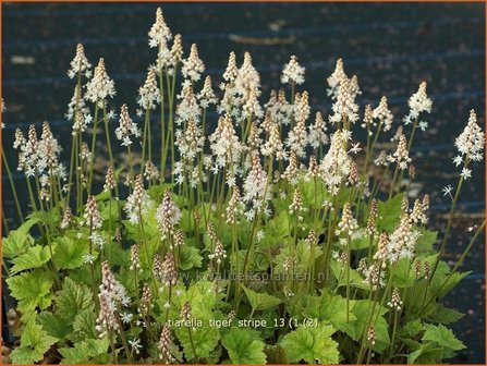 Tiarella &#039;Tiger Stripe&#039; | Schuimbloem, Perzische muts