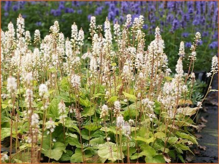 Tiarella wherryi | Schuimbloem, Perzische muts | Amerikanische Schaumbl&uuml;te