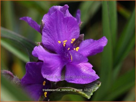 Tradescantia &#039;Concord Grape&#039; | Eendagsbloem, Vaderplant