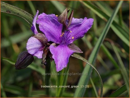 Tradescantia &#039;Concord Grape&#039; | Eendagsbloem, Vaderplant