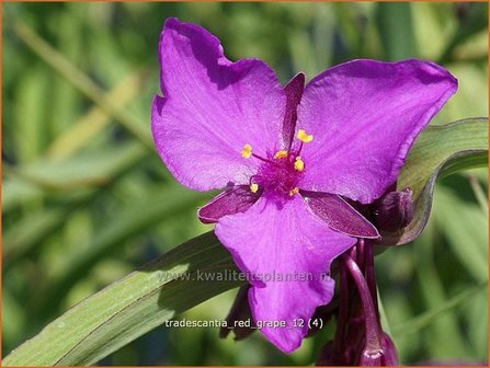 Tradescantia &#039;Red Grape&#039; | Eendagsbloem, Vaderplant, Matrozensla | Dreimasterblume