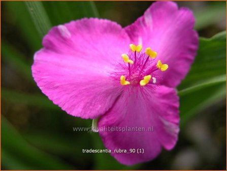 Tradescantia &#039;Rubra&#039; | Eendagsbloem, Vaderplant