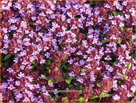 Thymus praecox &#039;Coccineus&#039; | Kruiptijm, Tijm